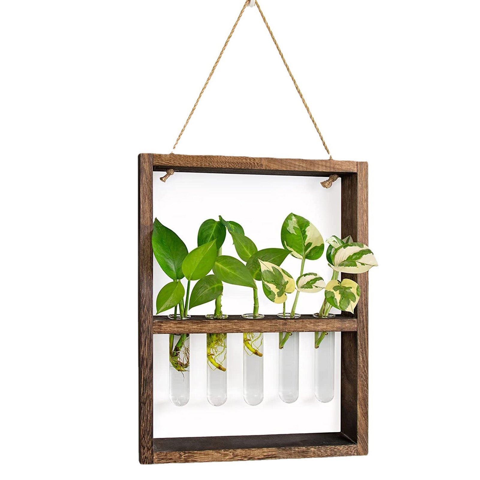 Test Tubes Glass Planter Wall Hanging Terrarium Container Flower Vase with Wooden Holder for Propagation Hydroponic Plant